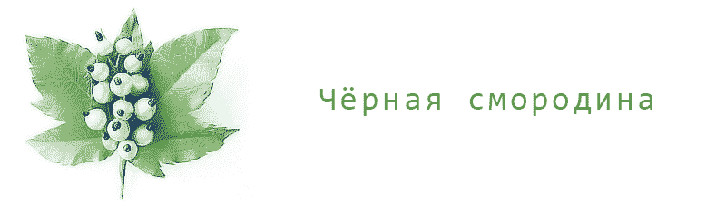 Чёрная смородина